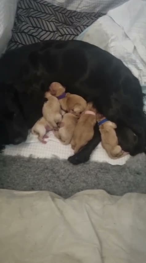 Cockerdor dogs for sale: Cockerdor Puppies - Video 3