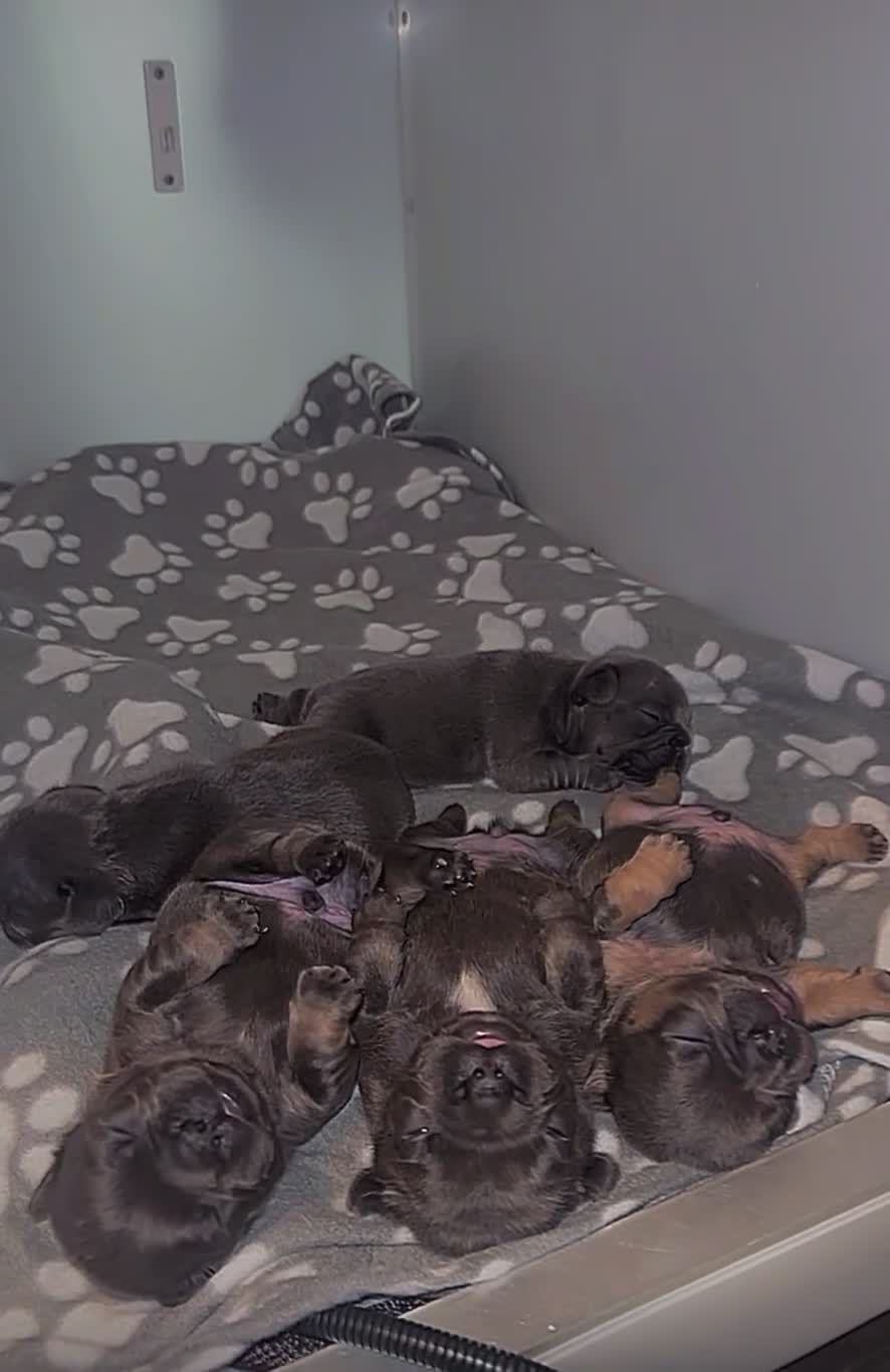 French Bulldog dogs for sale: High quality french bulldogs  - Video 2