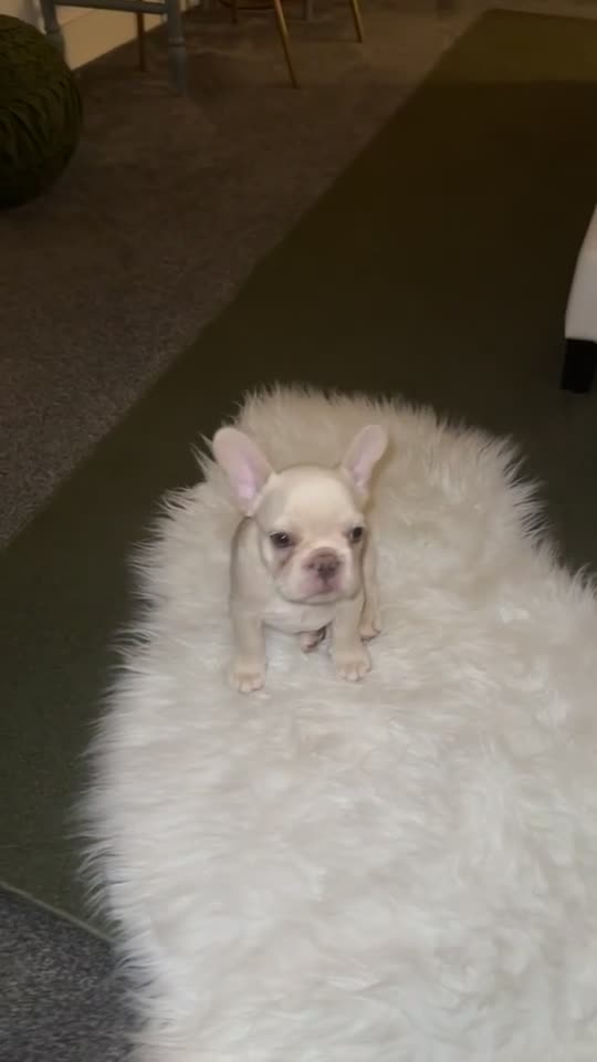 French Bulldog dogs for sale: Triple platinum fluffy carrier french bulldog  - Video 1