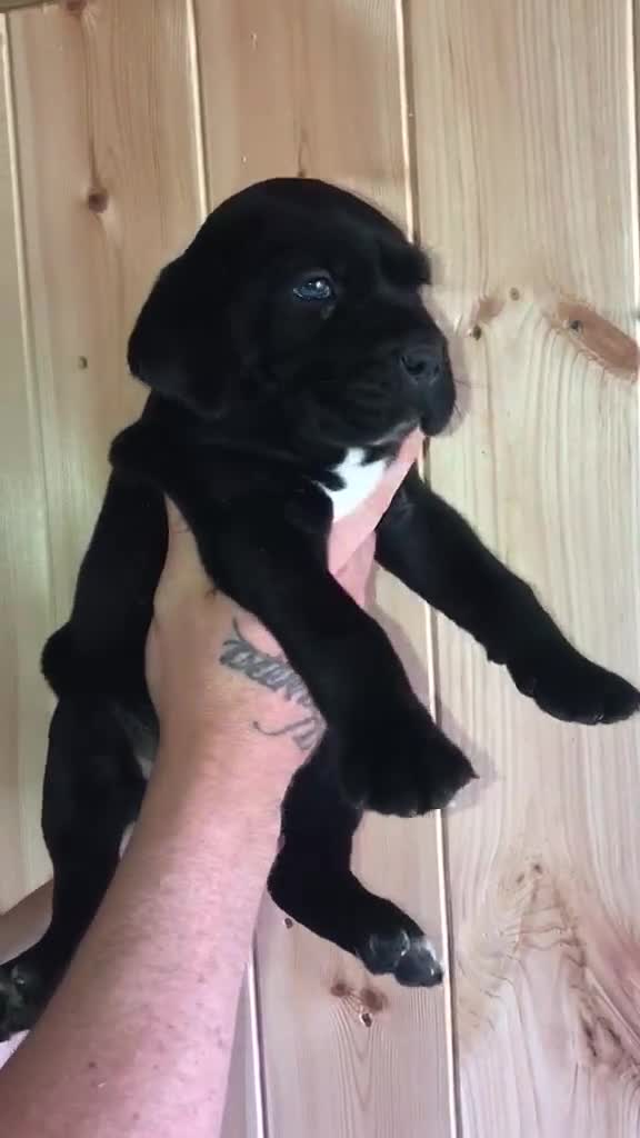 Cane Corso dogs for sale: Cane corso puppies top import bloodLines - Video 3
