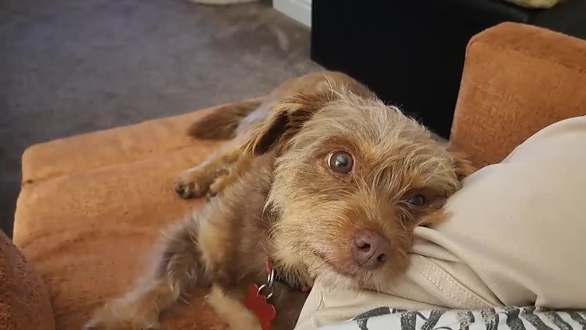 Mixed Breed dogs for adoption: MICA - a tiny survivor looking for a Loving Home - Video 1