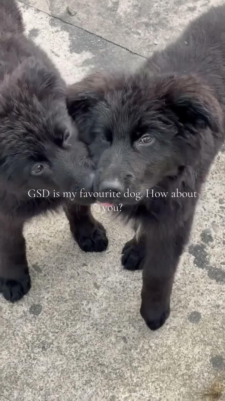 German Shepherd dogs for sale: 🐾 KC Registered German Shepherd Puppies 🐾 - Video 1