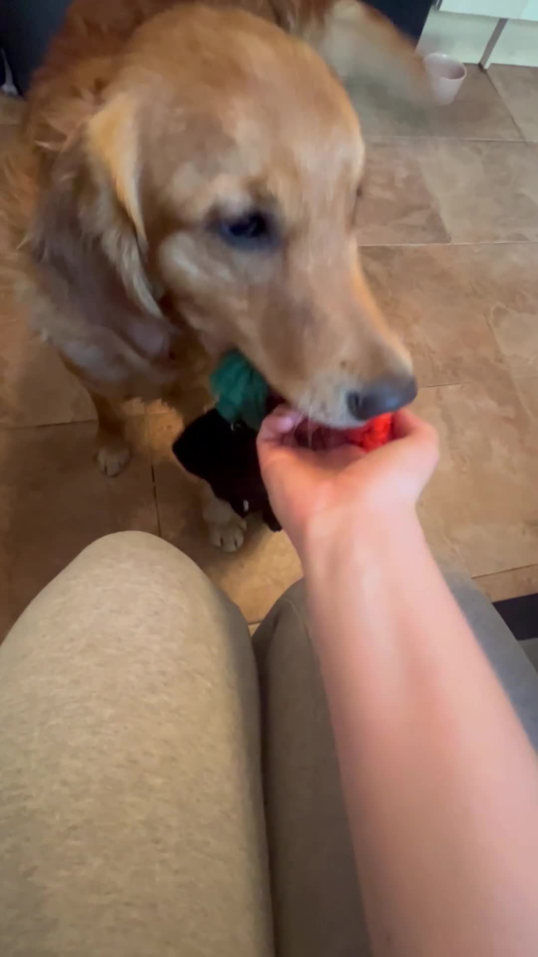Golden Retriever dogs for sale: Trained Golden Retriever for sale  - Video 1