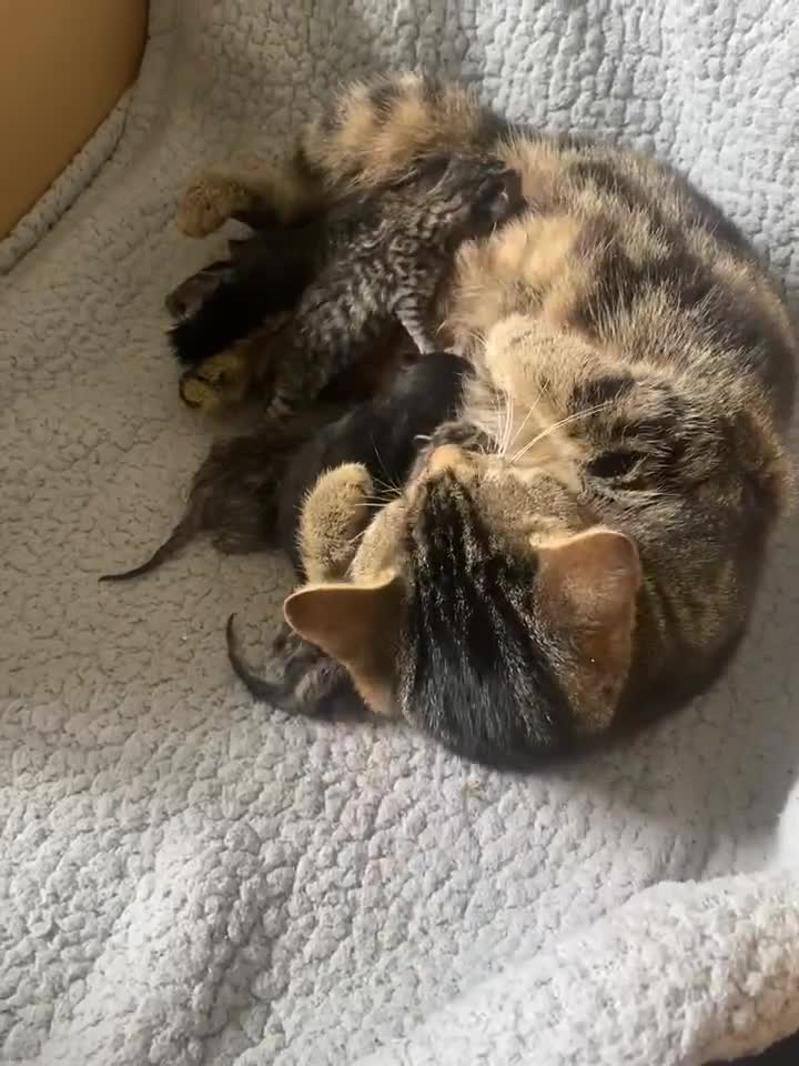 Mixed Breed cats for sale: 5 kittens - Video 1