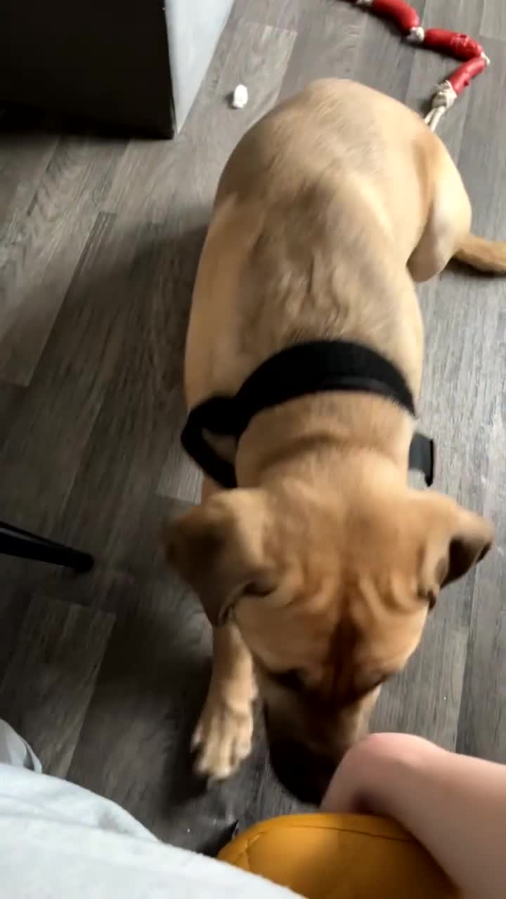 Mixed Breed dogs for sale: Cane corso x Mastiff for rehoming - Video 1