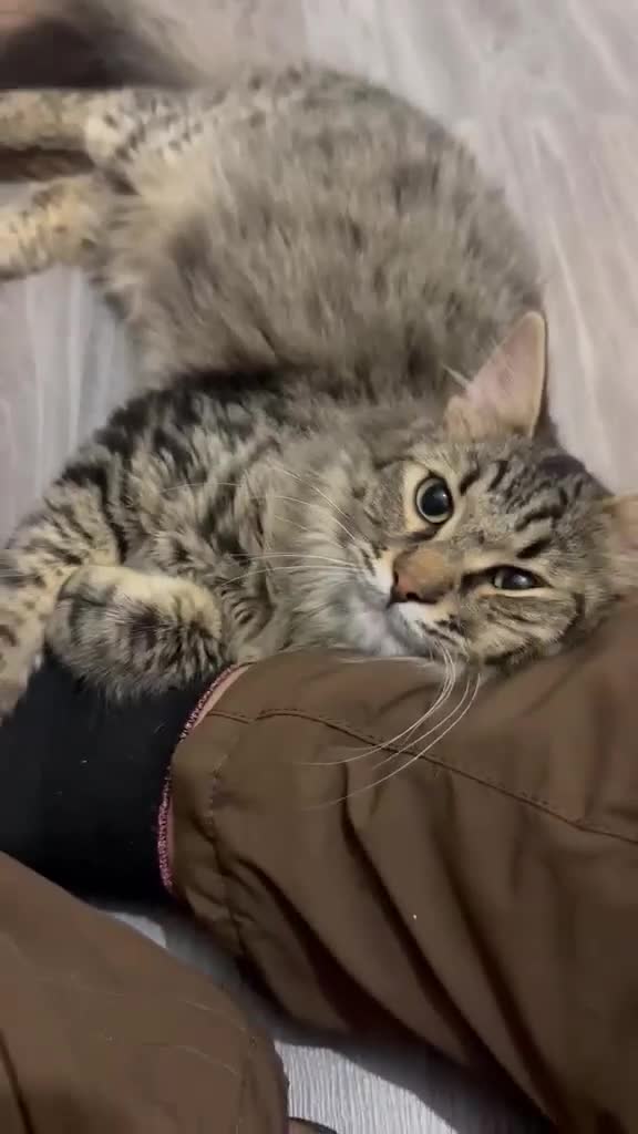 Mixed Breed cats for adoption: Mopsy the cuddlebug - Video 3