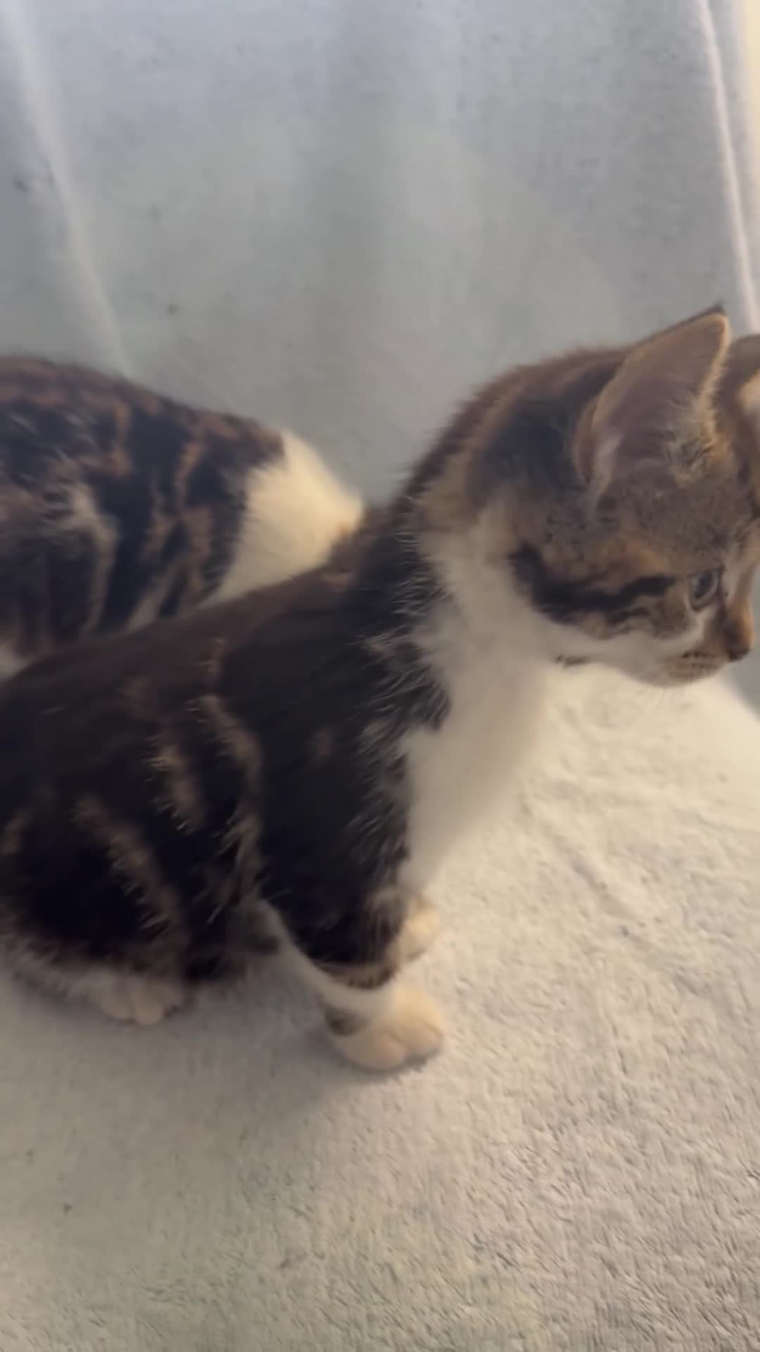 Mixed Breed cats for sale: British Short Hair X Grey and Tabby kittens - Video 1