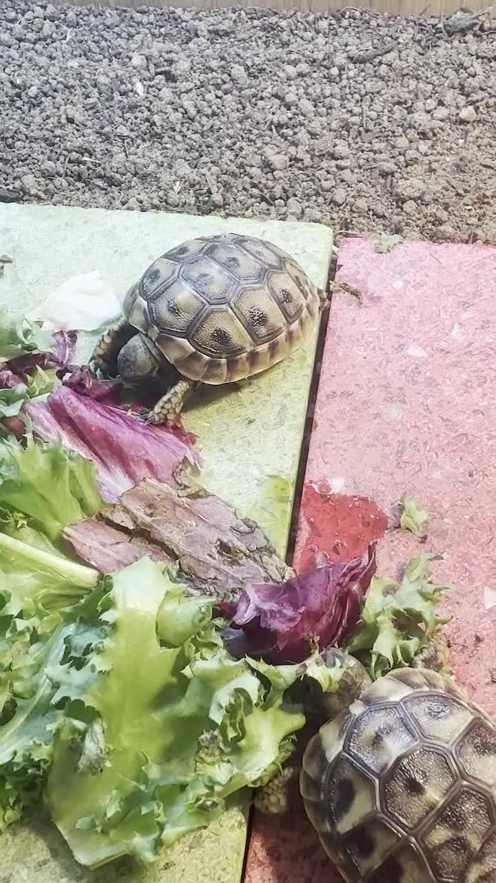 Hermann Tortoise reptiles for sale: Hermann Tortoise Hatchlings-Home Bred-July 2026  in Poole - Video 1