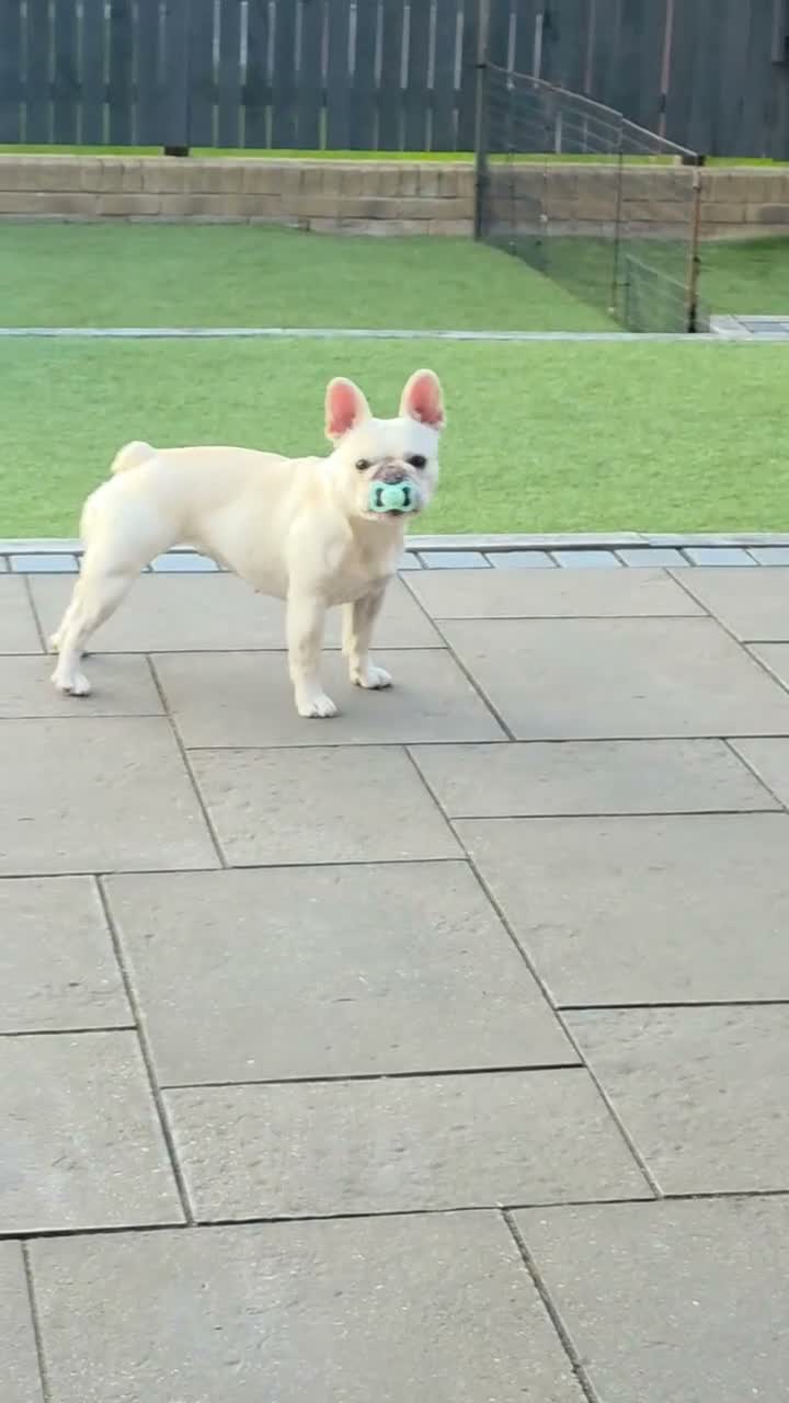 French Bulldog dogs for sale: 3 Year Old French Bulldog Looking for Loving Home - Video 2