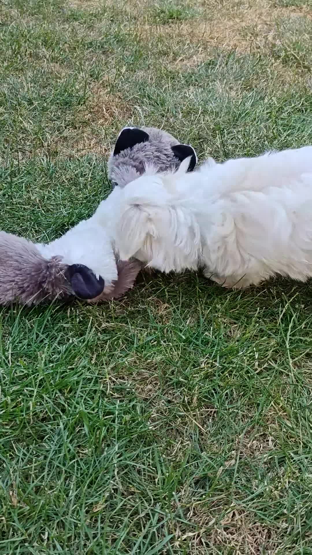 Maltese dogs for sale: Beautiful cuties - Video 1