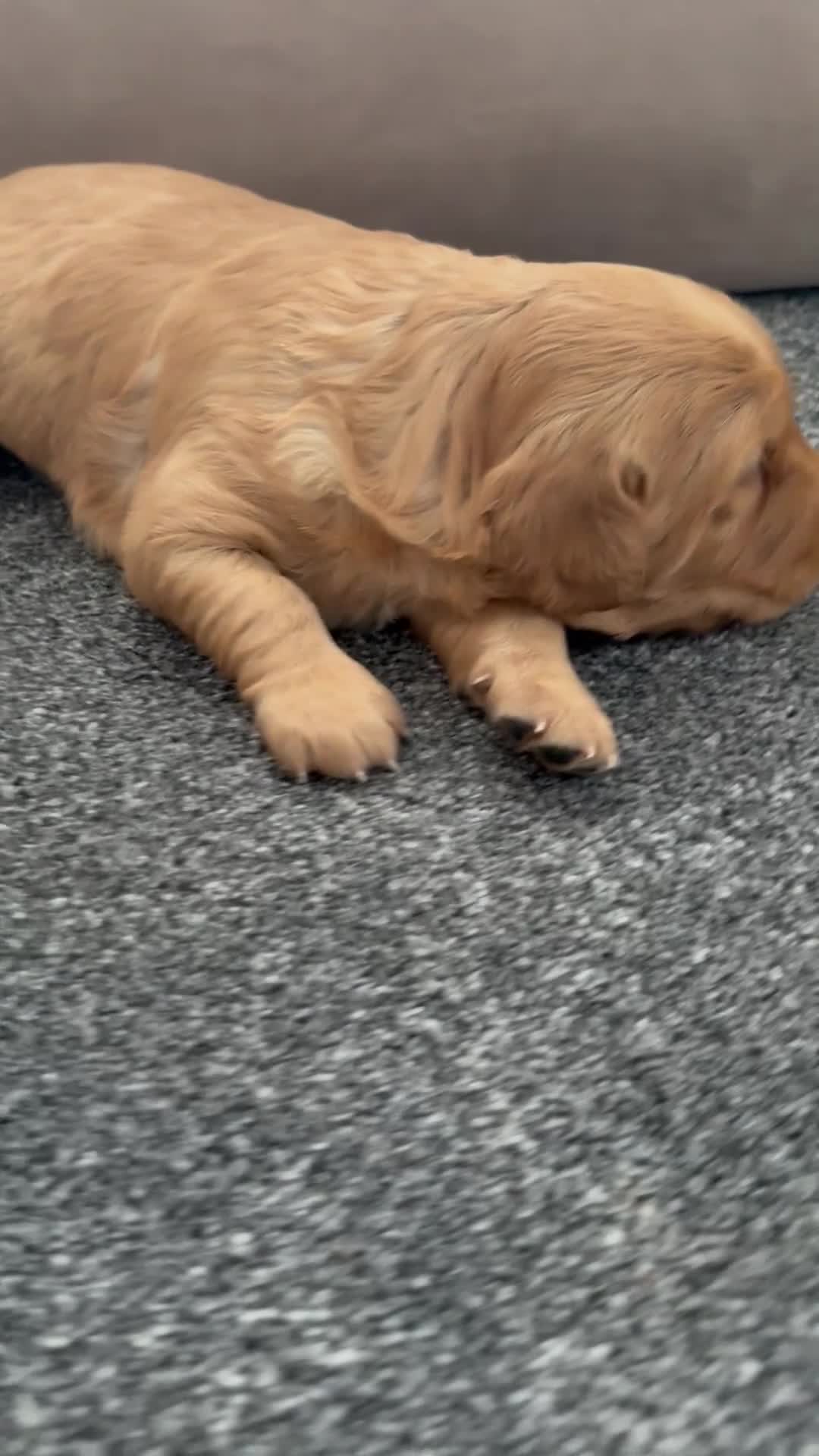 Golden Retriever dogs for sale: Golden retriever(working line) 2 males available  in Brandon - Video 2