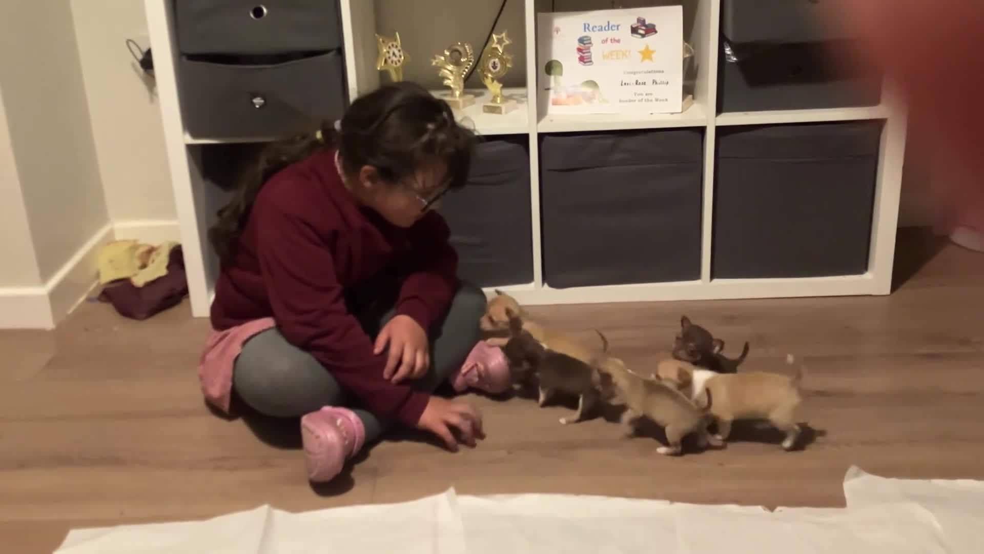 Chihuahua dogs for sale: CHIHUAHUA PUPPIES 3 only available now  - Video 1