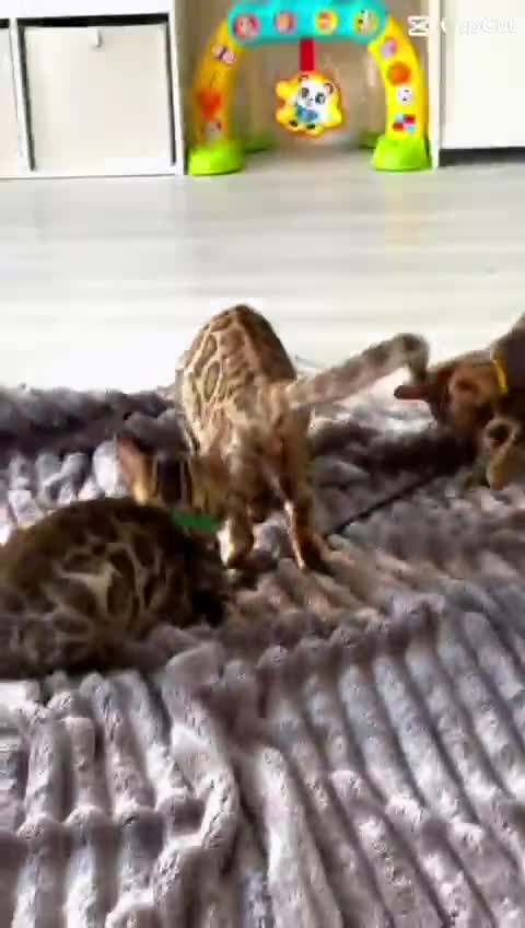 Bengal cats for sale: 12 Bengal Cubs Ready for Their Forever Home - Video 1