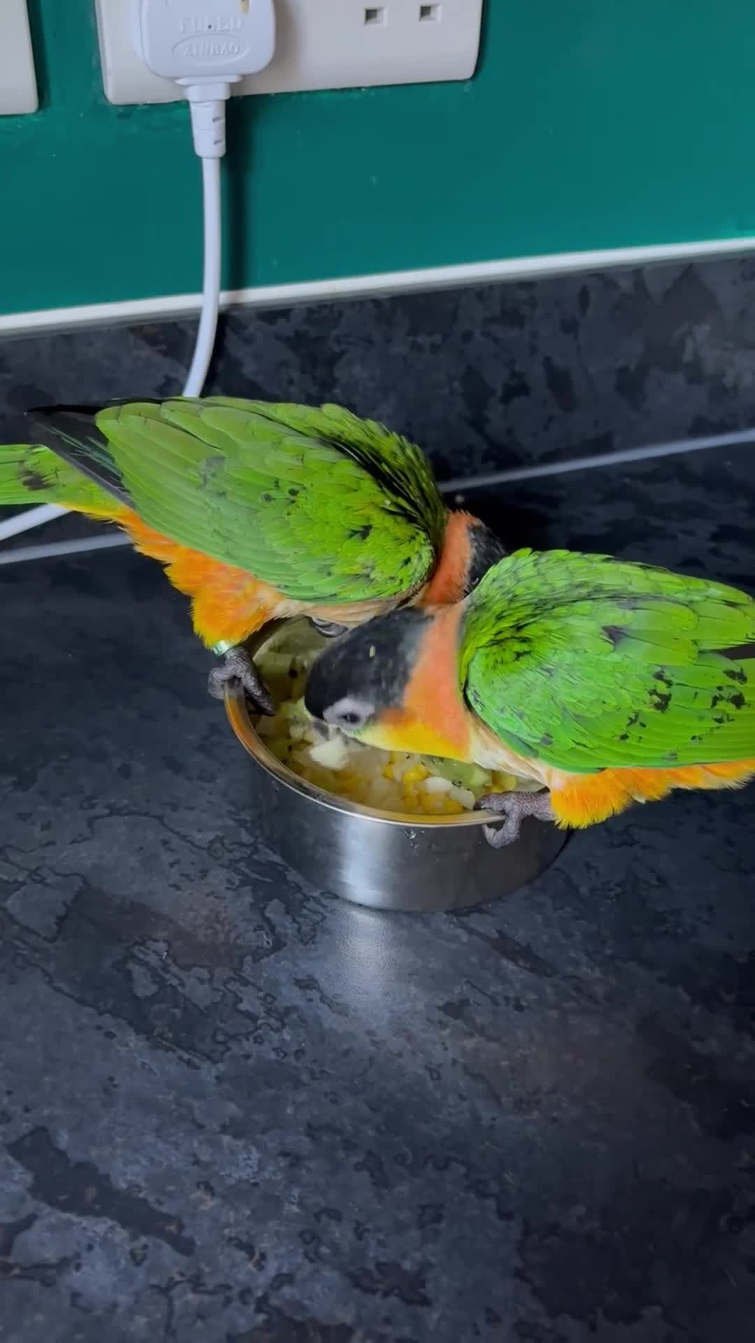 Parrots birds for sale: Caique parrots  in Colchester - Video 1