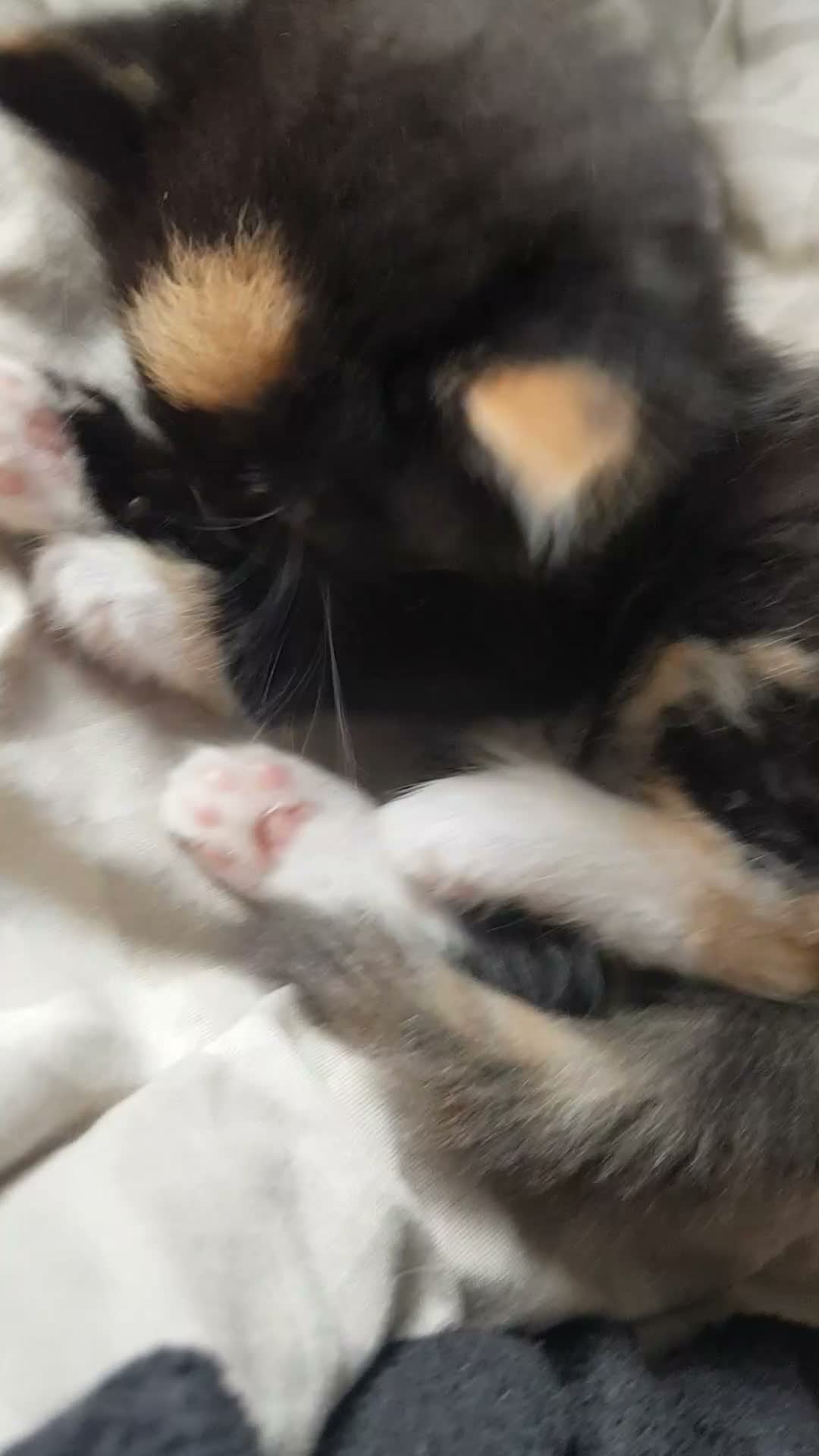 Mixed Breed cats for sale:  *2 LEFT* Beautiful Mixed Kittens For Sale 🐈‍⬛🐈 - Video 2