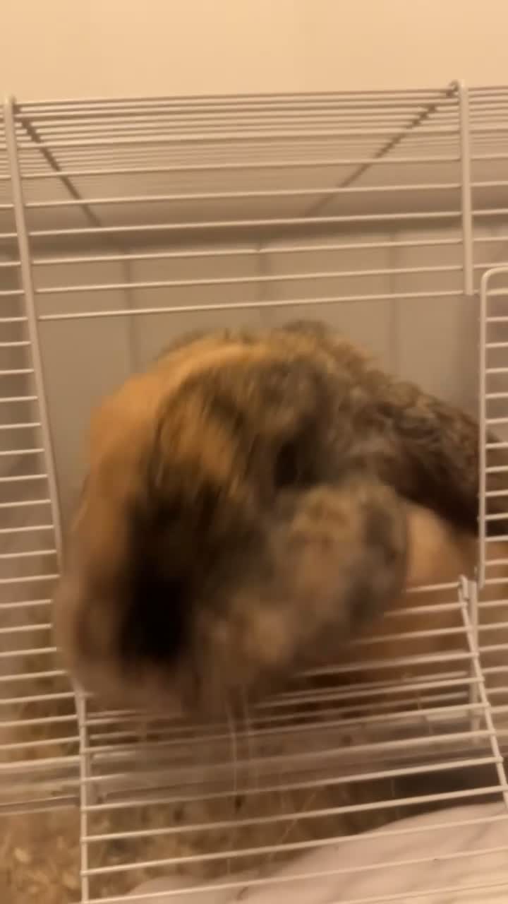 Mini Lop rabbits for sale: Sage  - Video 1