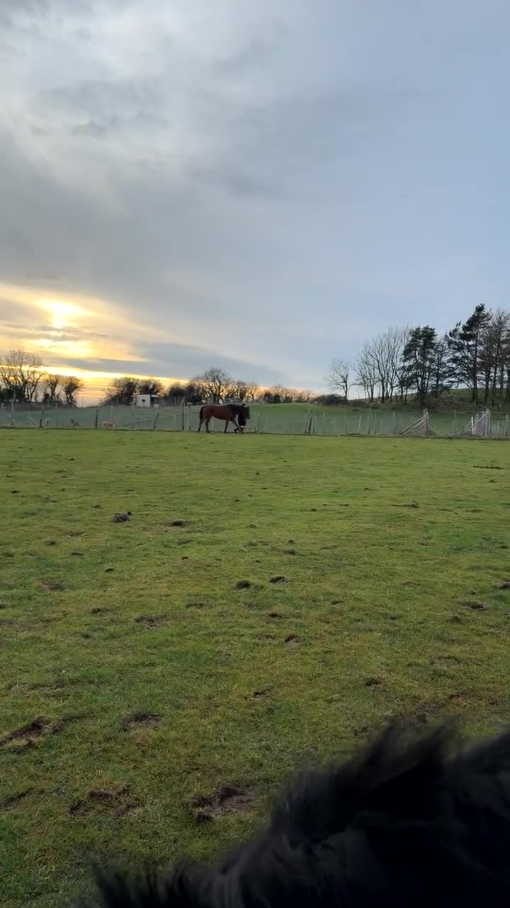 Irish Thoroughbred horses for sale: 15,2/15,3 TB mare - Video 3