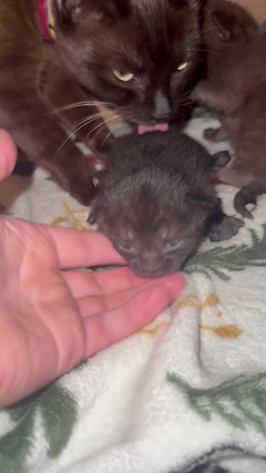 Mixed Breed cats for sale: Beautiful black synths x ragdoll kitten  - Video 1