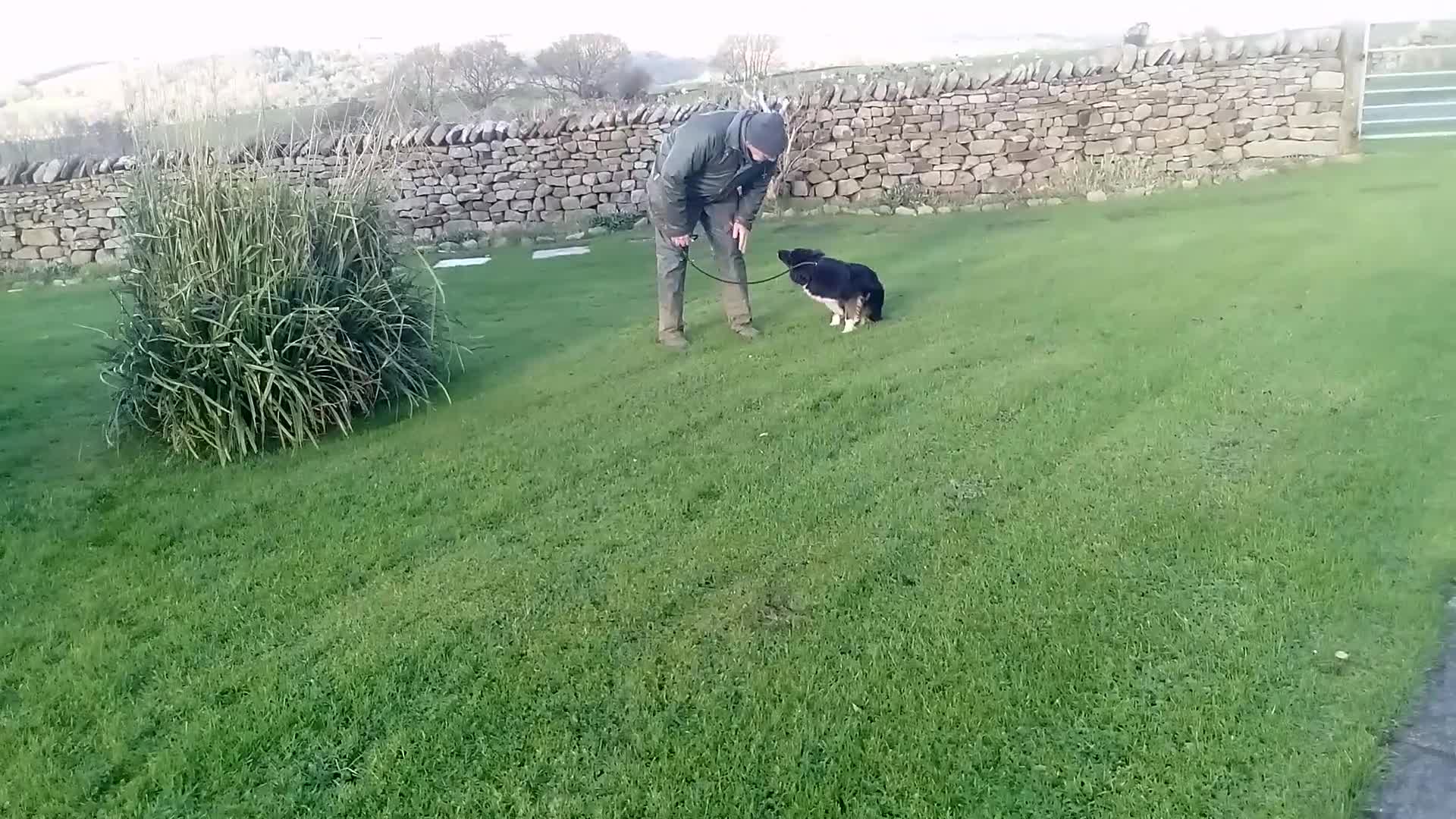 Border Collie dogs for sale: Bec, 'failed' working dog - Video 1