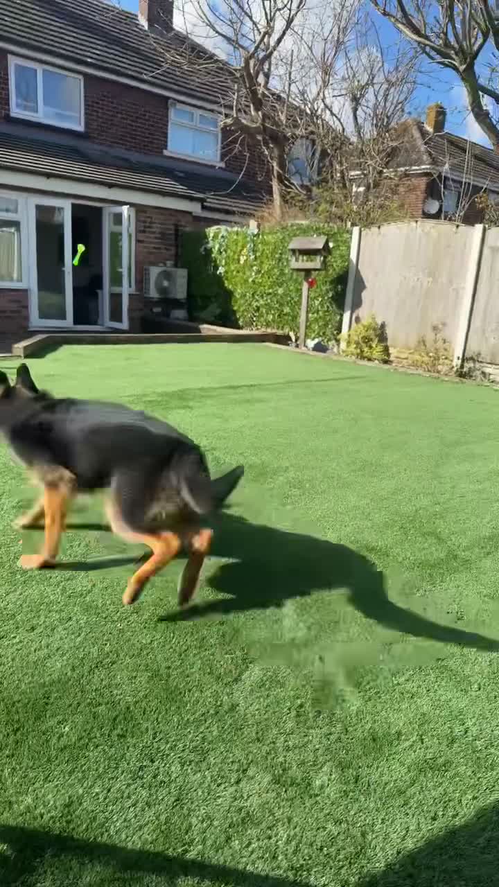 German Shepherd dogs for sale: German shepherd (Bear) - Video 1