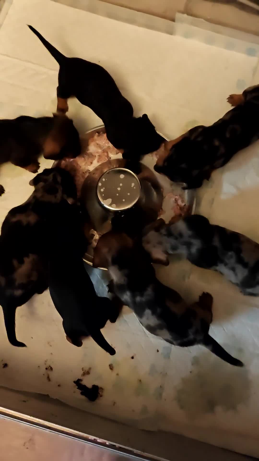 Dachshund dogs for sale: Minature dachshund puppies  - Video 1