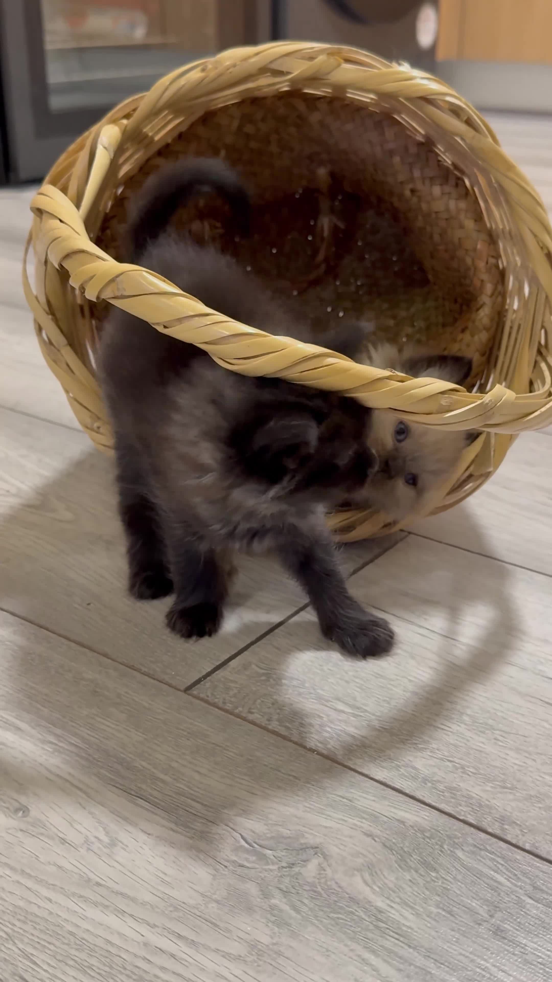Mixed Breed cats for sale: ❗️Urgent❗️Ragdoll & British Longhair Mix Kittens - Video 1