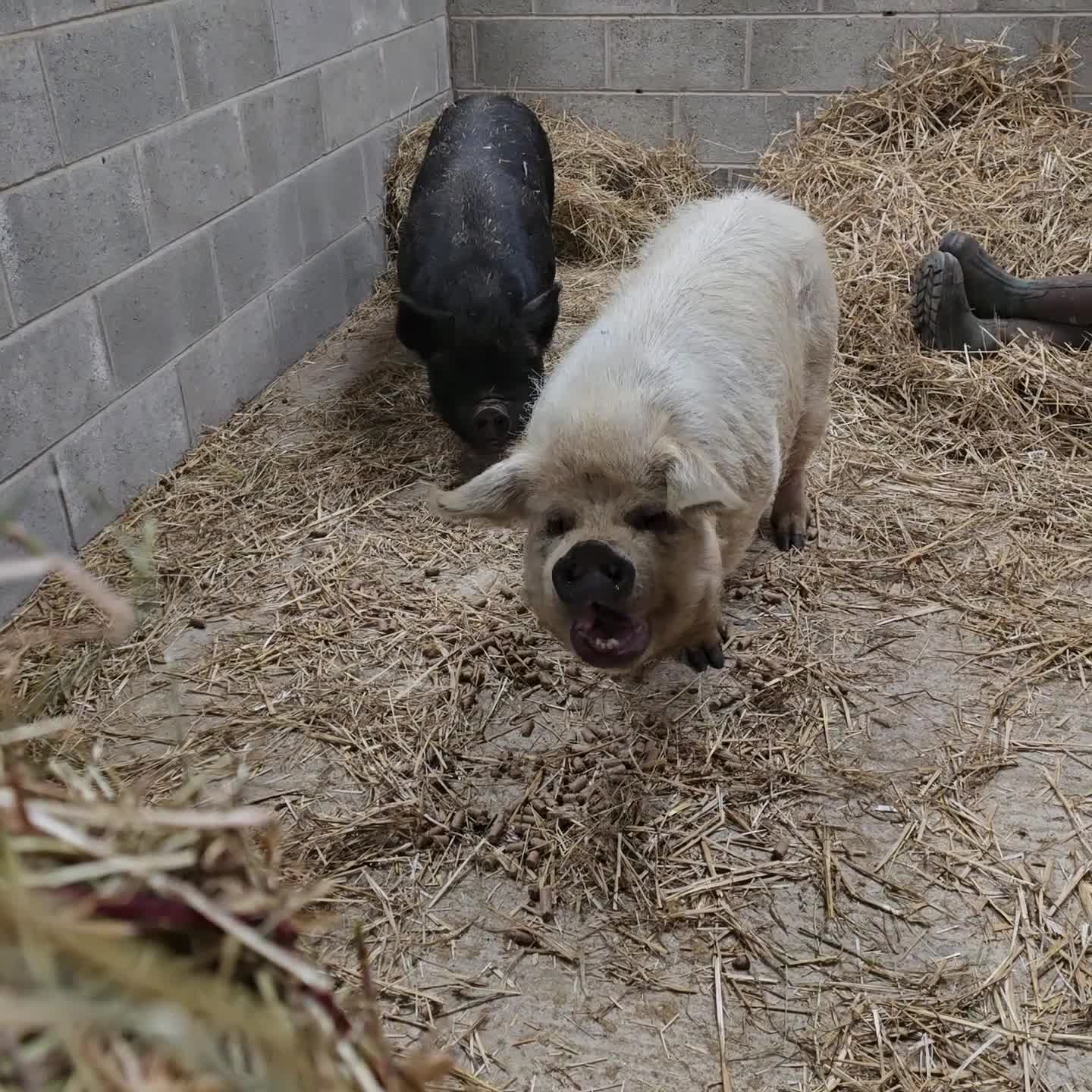Pig livestock for sale: 2 kune kune female - Video 2