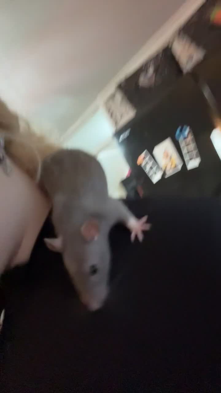 Rat rodents for sale: Fancy rats and cage for sale  - Video 5