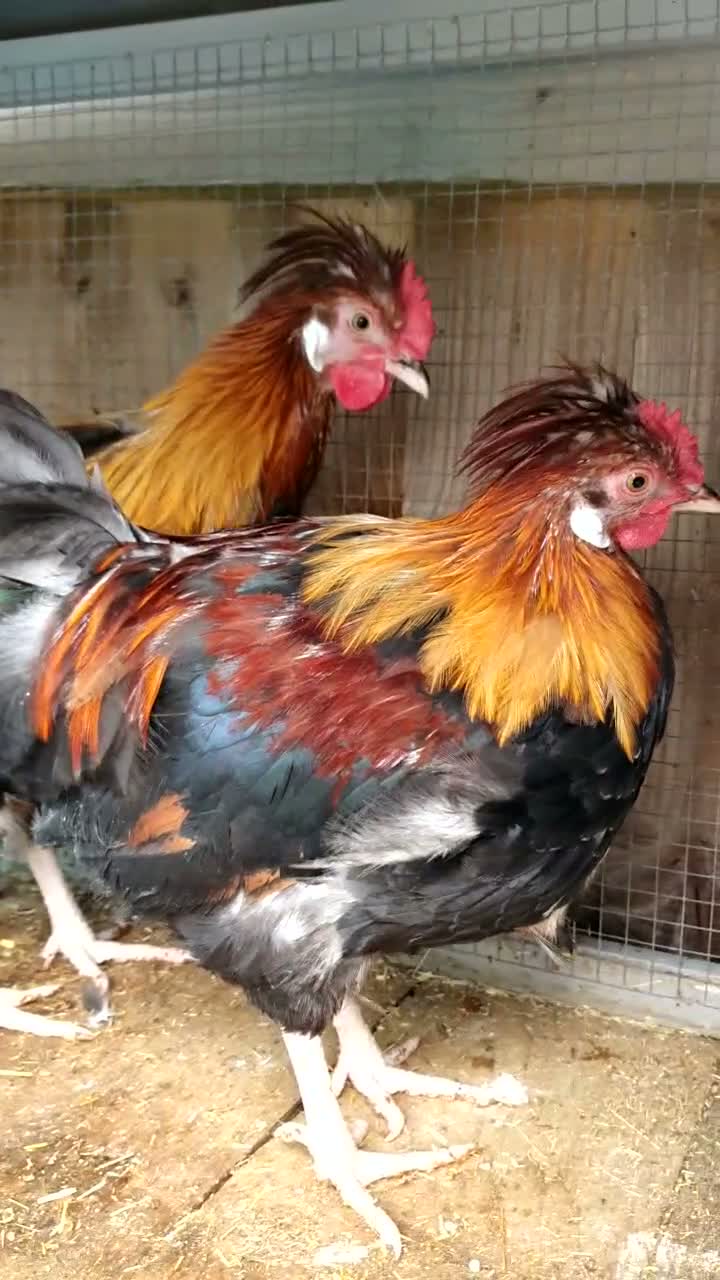 Mixed Breed poultry for sale: RARE BREED Sulmtaler cross Silkie cockerels - Video 1