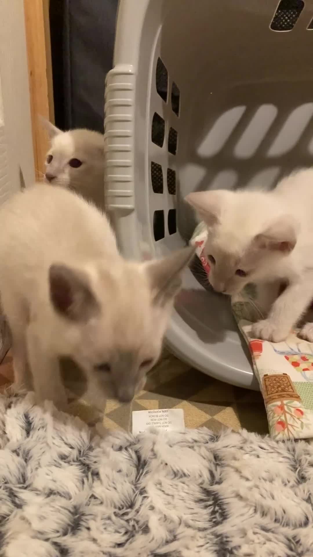 Oriental cats for sale: Oriental shorthair kittens - Video 1