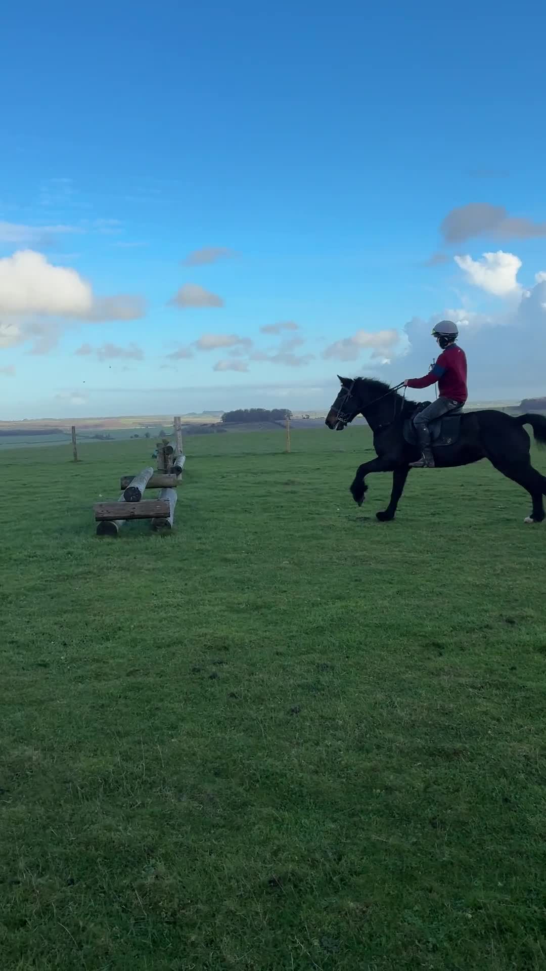 Other Breed horses for sale: Alrounder - Video 1