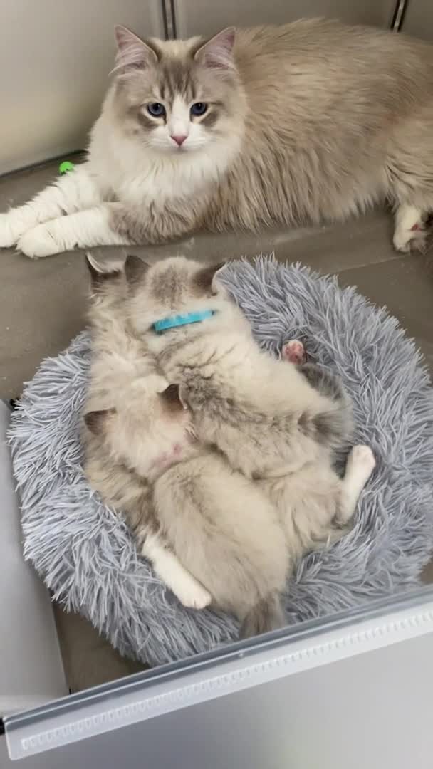 Siberian cats for stud: Grand Champion siberian stud service in London - Video 1