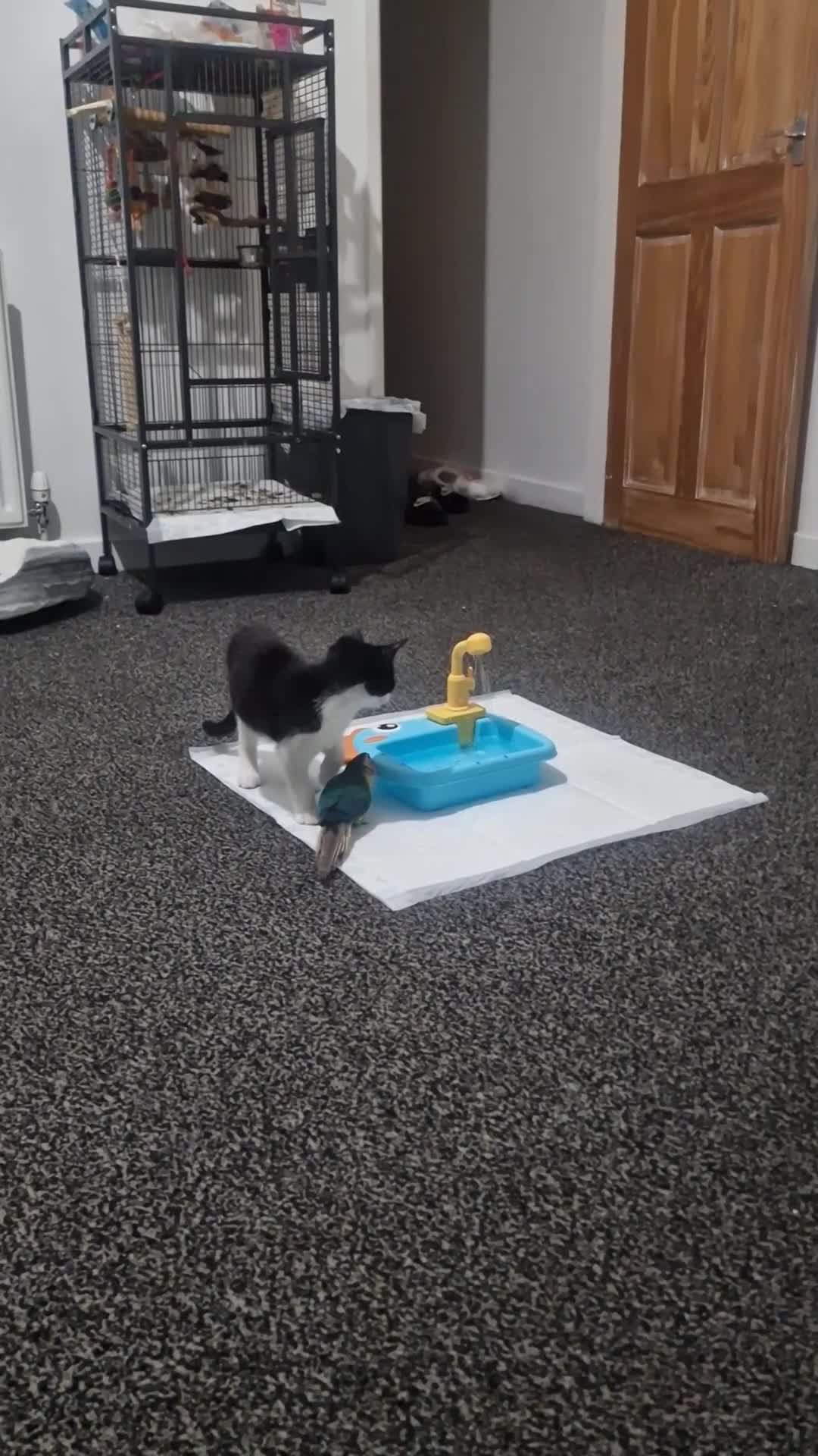 Conures birds for sale: Tame handreared turquoise green cheek conure  in Stoke-on-Trent - Video 1