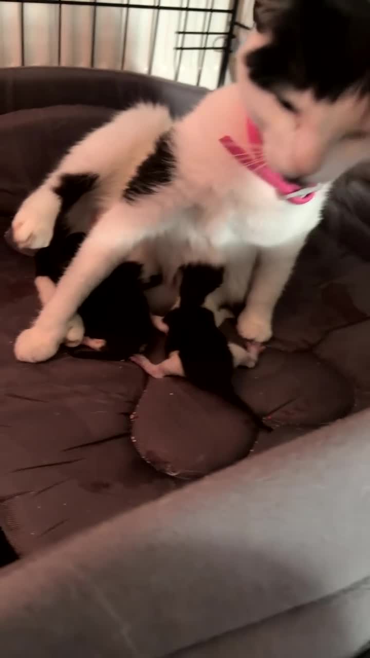 Mixed Breed cats for sale: Kitten  - Video 1