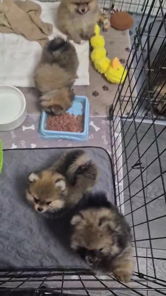 Pomeranian dogs for sale: Teddy bear face Pomeranian male puppies  - Video 2