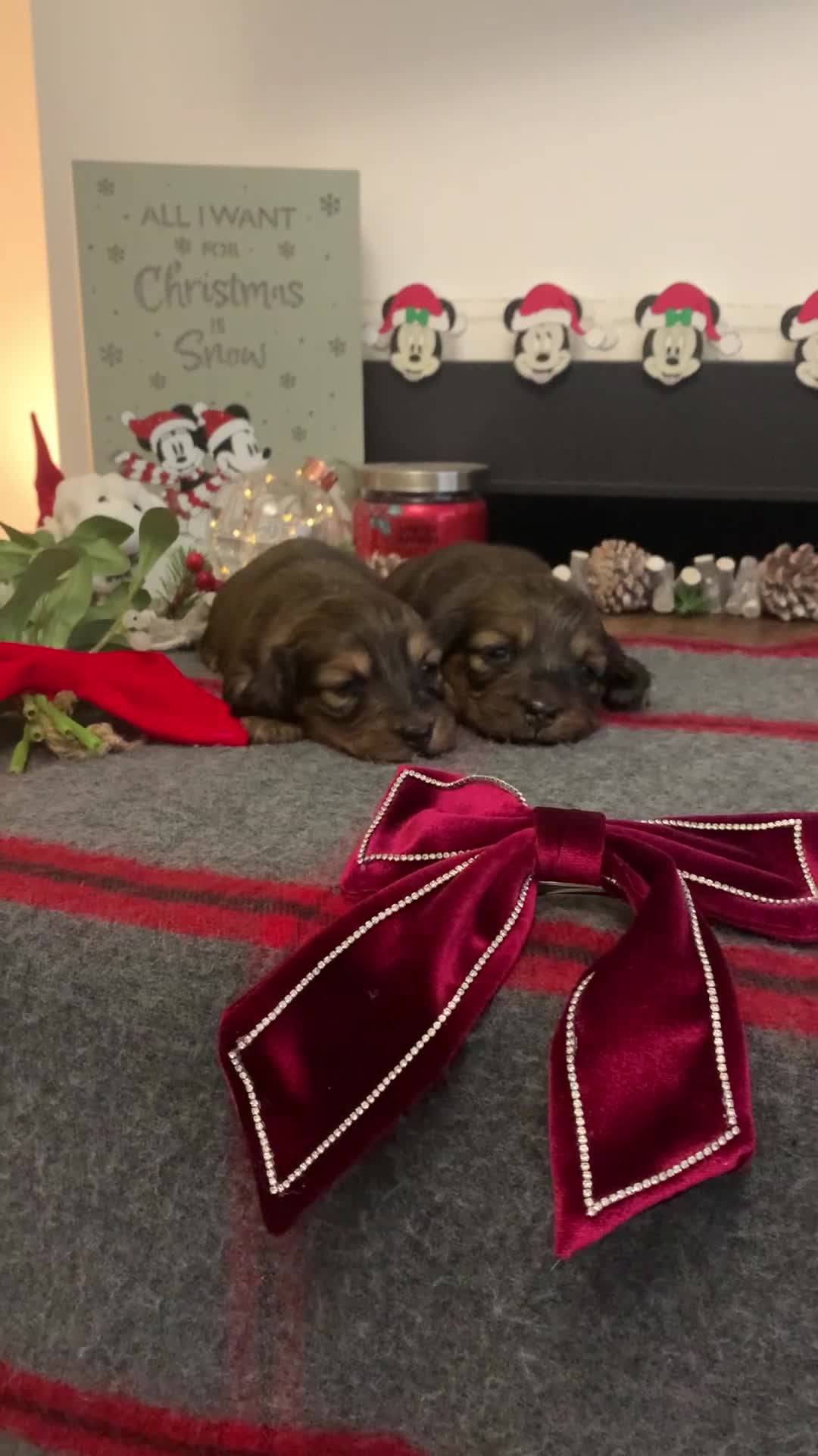 Miniature Dachshund dogs for sale: KC Registered true to type Longhaired mini’s - Video 1