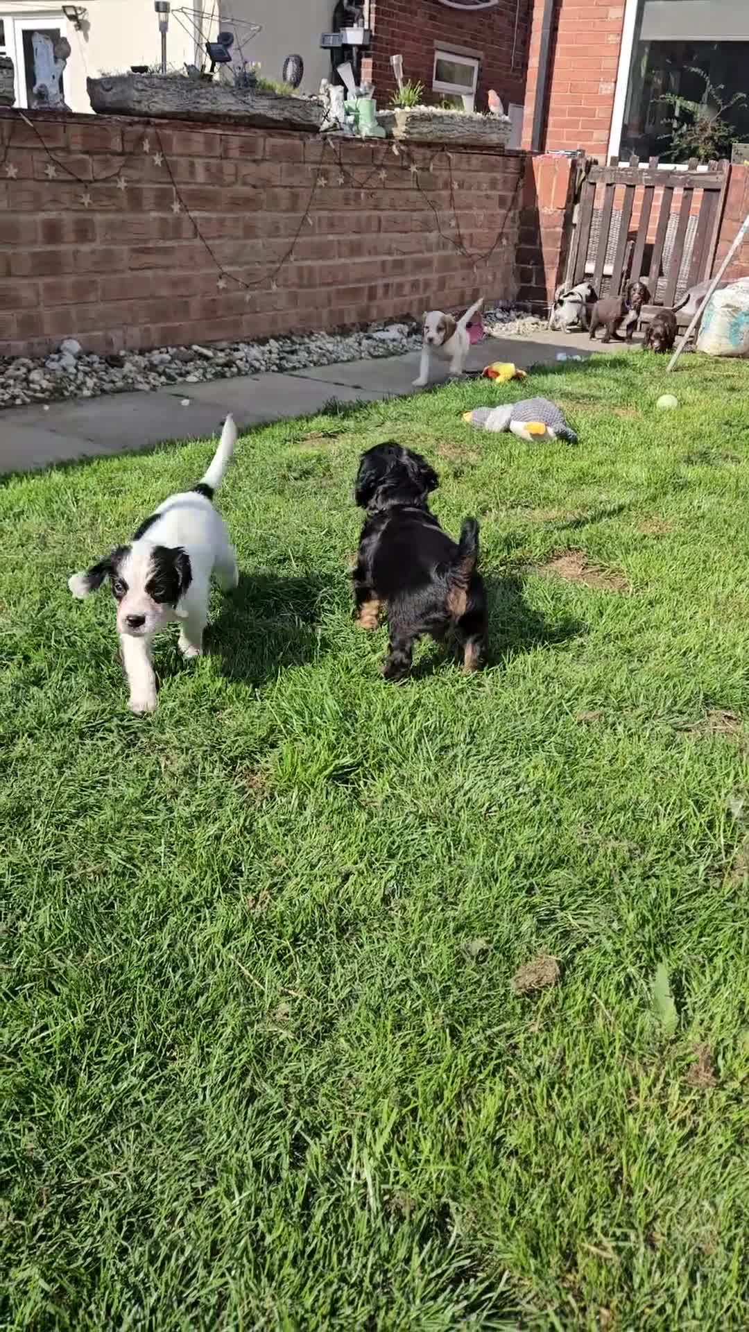 Cocker Spaniel dogs for sale: Cocker spaniels - Video 1