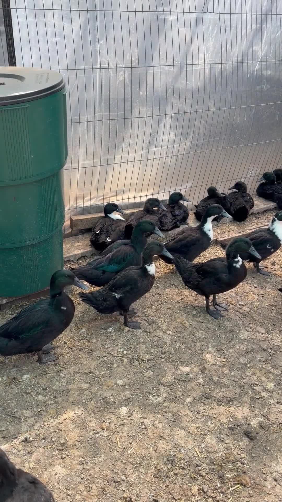 Ducks poultry for sale: CAYUGA DUCKINGS  6 weeks old  - Video 1