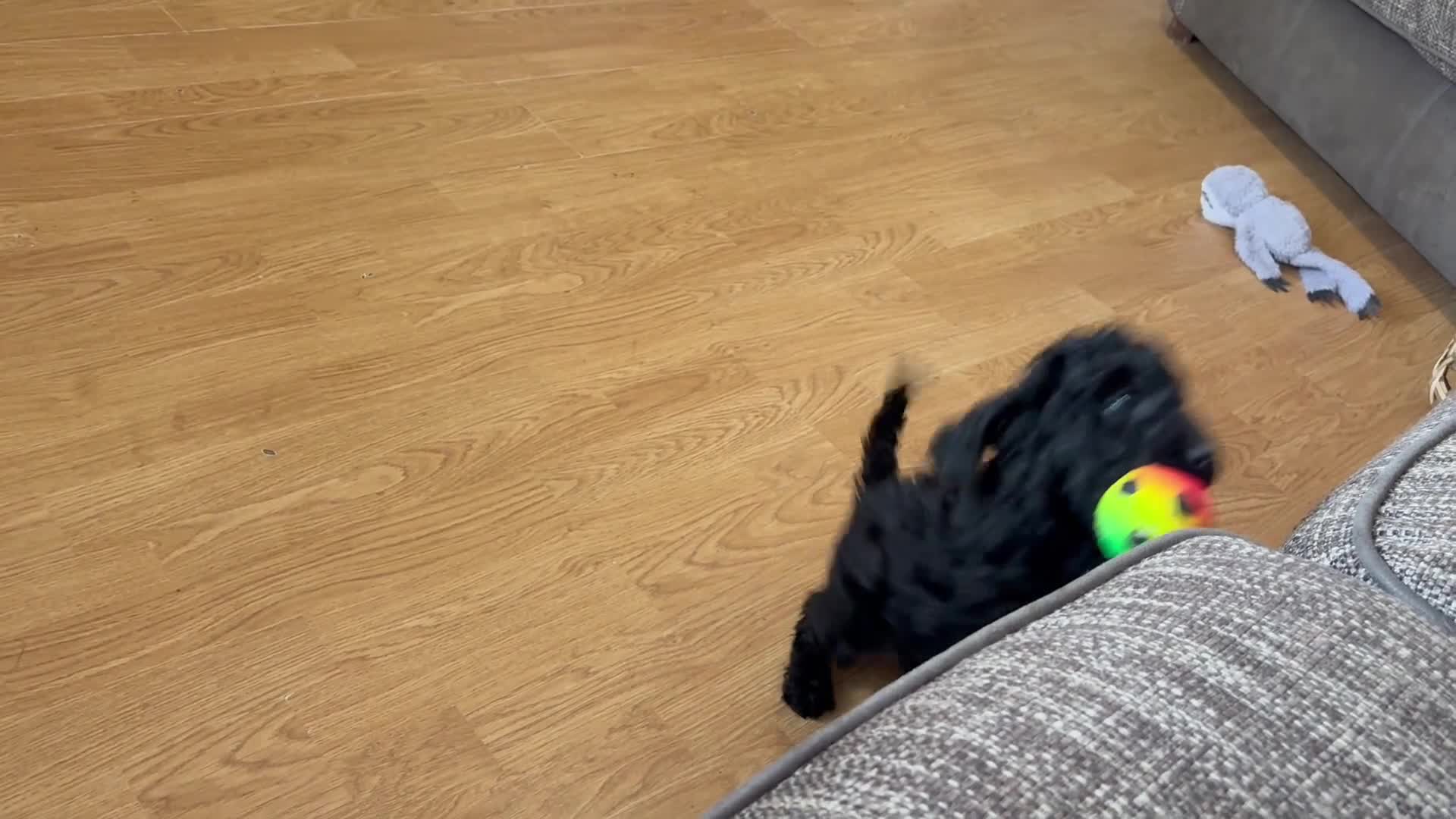Cockapoo dogs for sale: The most incredible F1b Cockapoo’s  - Video 2