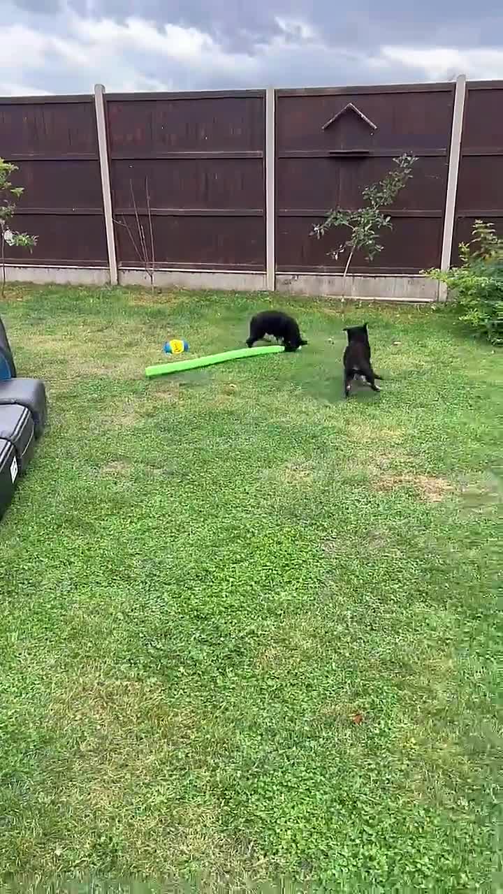 German Shepherd dogs for sale: Outstanding KC german shepherd puppies - Video 1