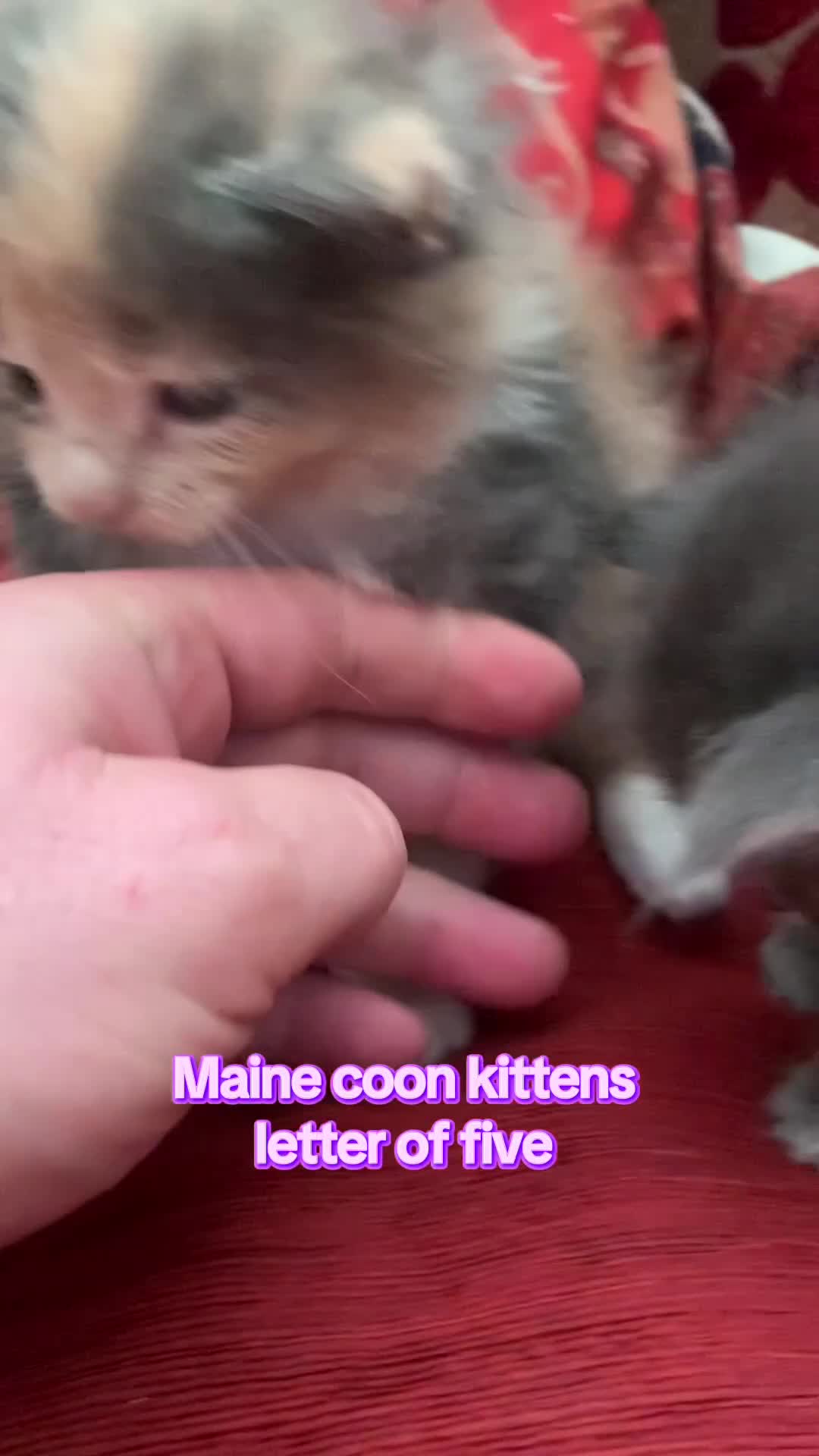 Maine Coon cats for sale: Maine coon kittens in London - Video 2