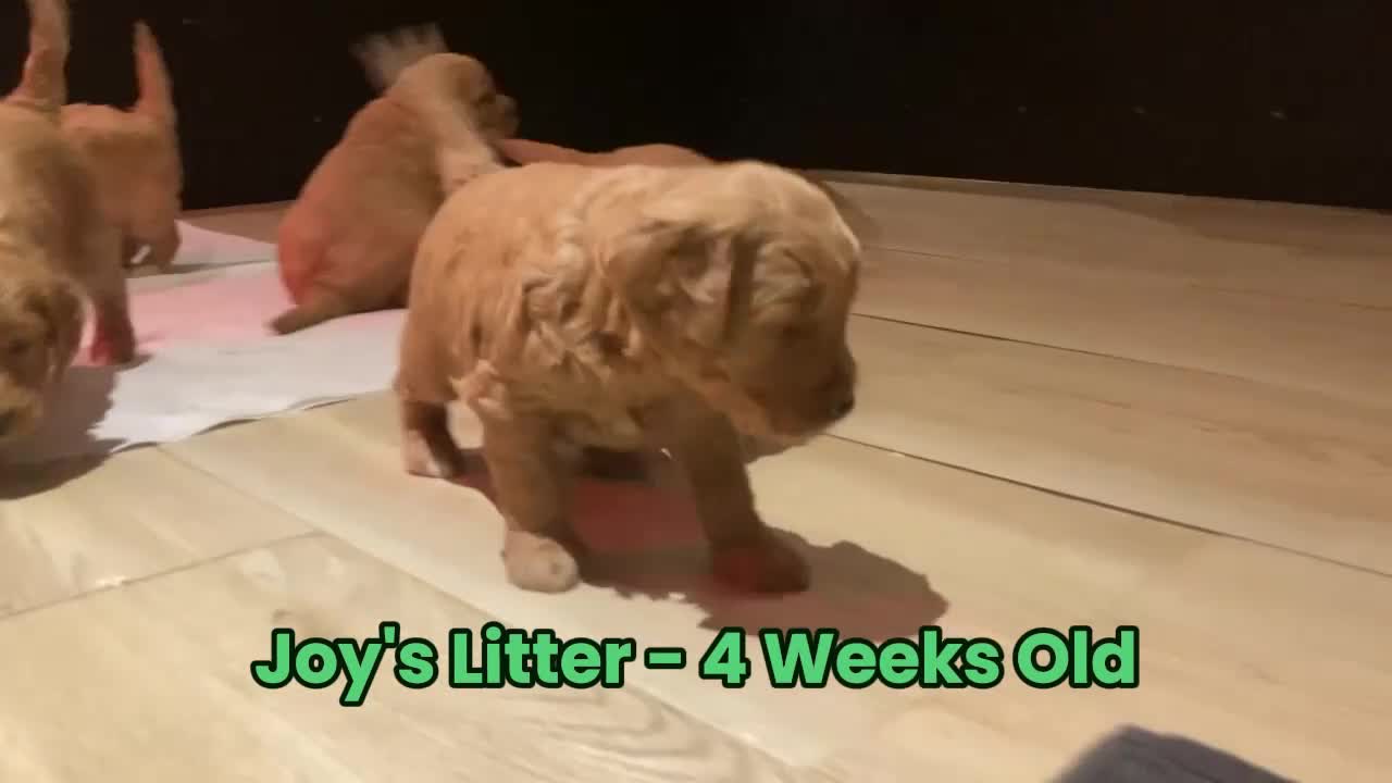Goldendoodle dogs for sale: F1 Miniature Goldendoodle's 100% DNA Health-Tested - Video 3