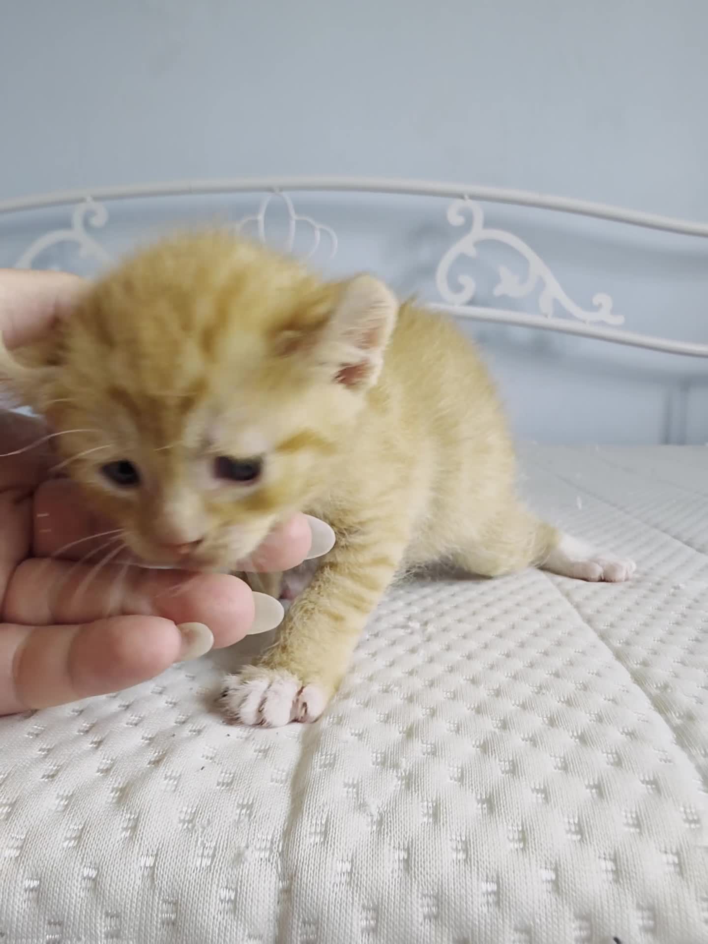 Sphynx cats for sale: Ginger Male Kitten Sphynx x Devon Rex Elf Mix in Hartlepool - Video 4
