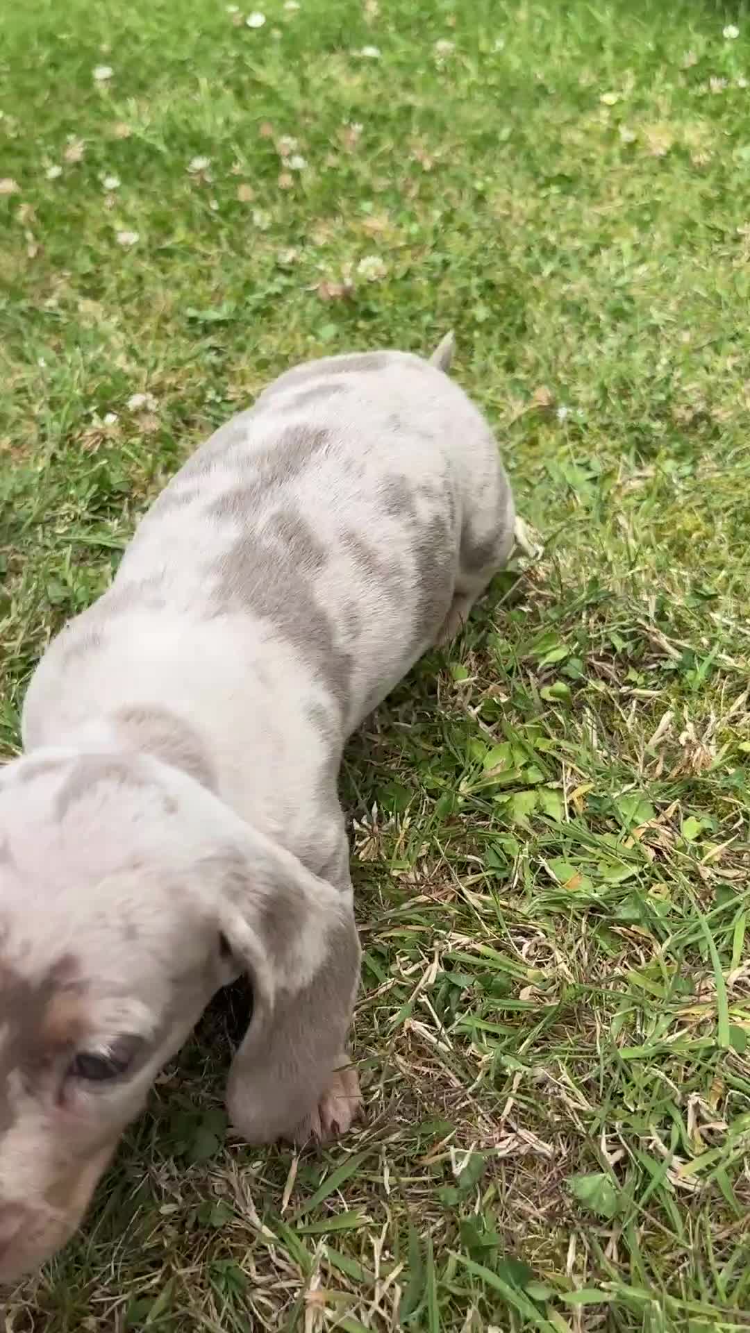 Miniature Dachshund dogs for sale: Short haired dachshunds  - Video 1