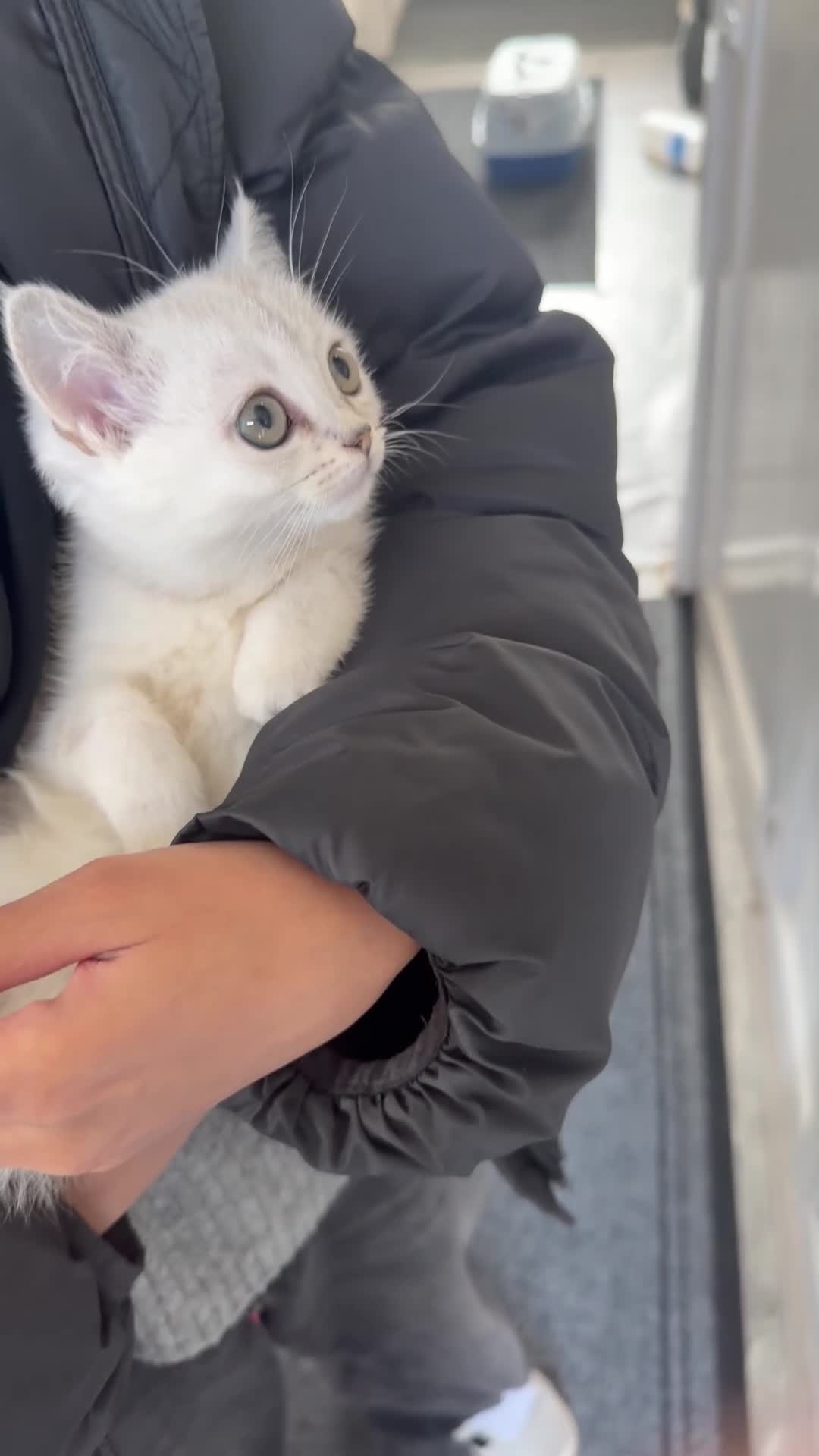 Mixed Breed cats for sale: Persian cross BSH - Video 1