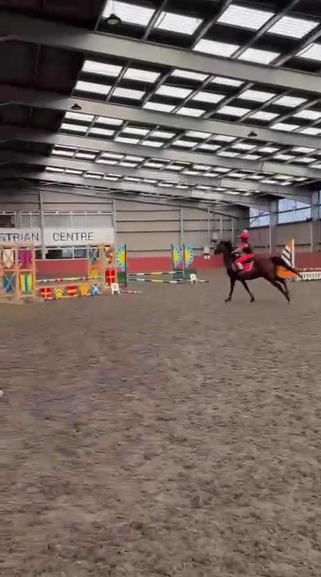Arabian horse horses for sale: 14.2hh Part Bred Arab Allrounder - Video 1