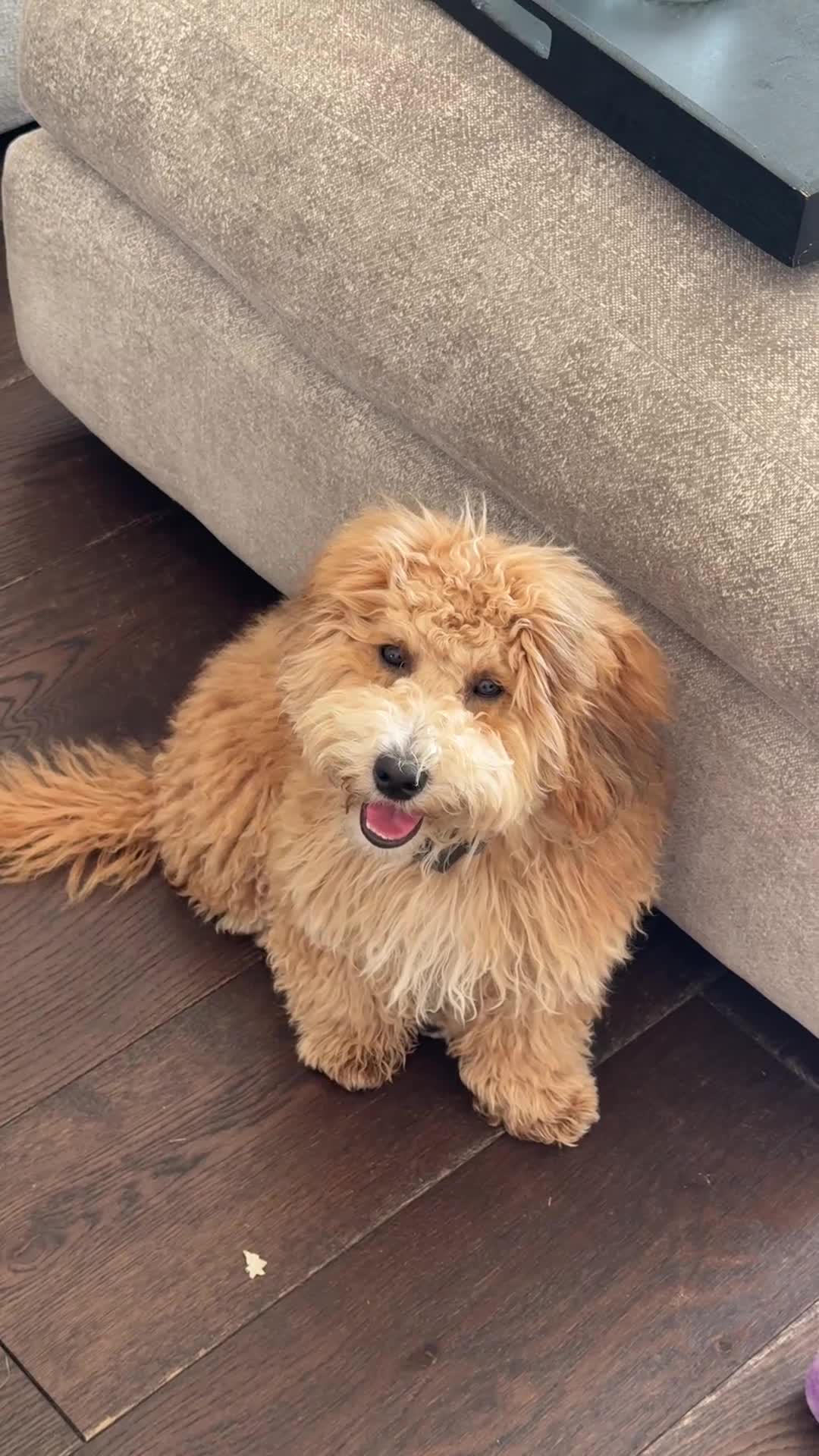 Maltipoo dogs for sale: Maltipoo Male - Video 1