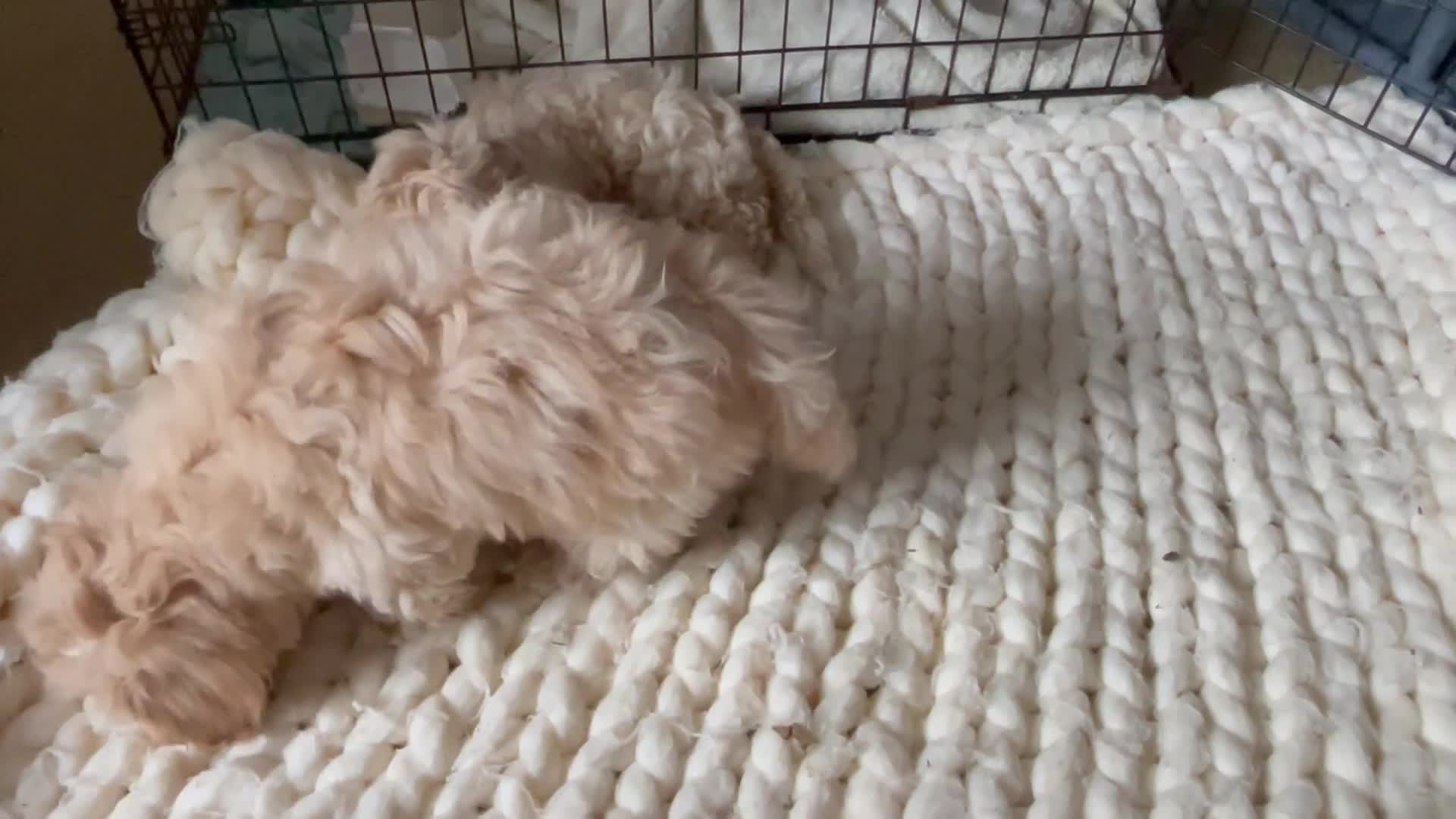 Cavapoo dogs for sale: Toy Cavapoo Puppies - Video 1