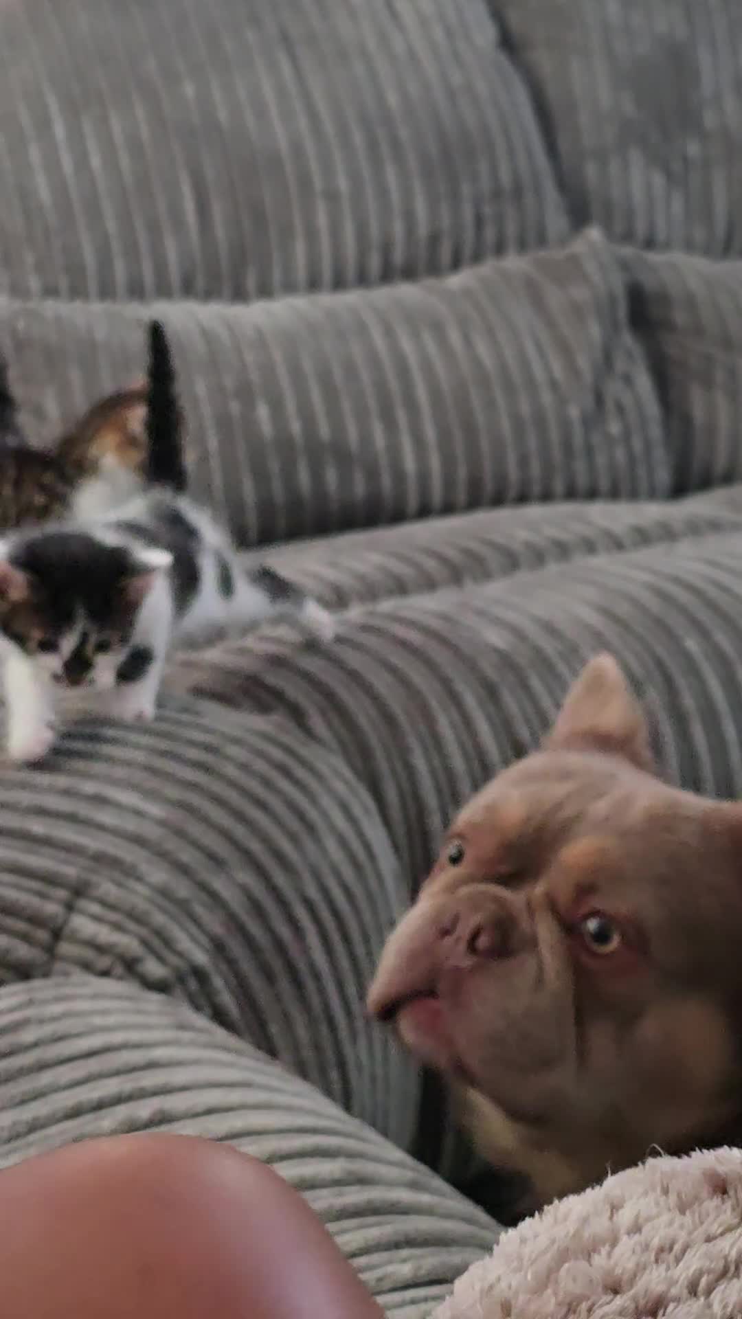 Bengal cats for sale: Bengal cross tabby Ready now in Croydon - Video 2