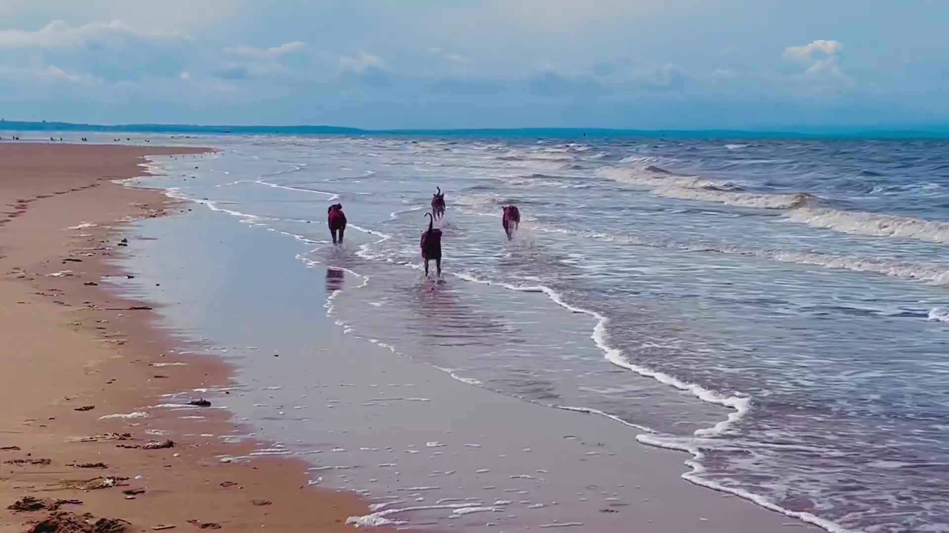 Hungarian Vizsla dogs for sale: Hungarian Vizsla Puppies - Video 1